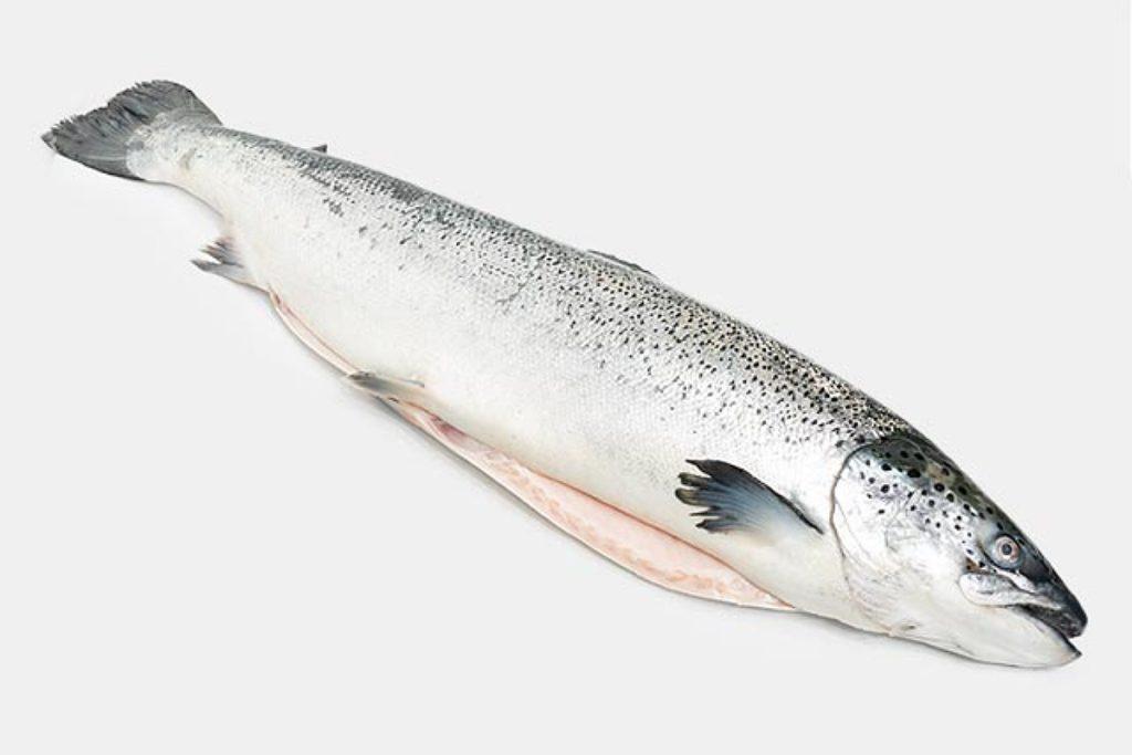 ماهی سالمون در رژیم رژیم لاغری سریع شکم و پهلو