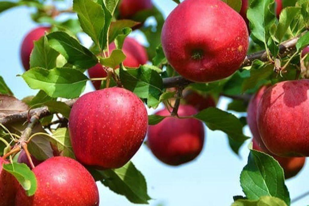 سیب در رژیم لاغری رژیم لاغری 3 روزه