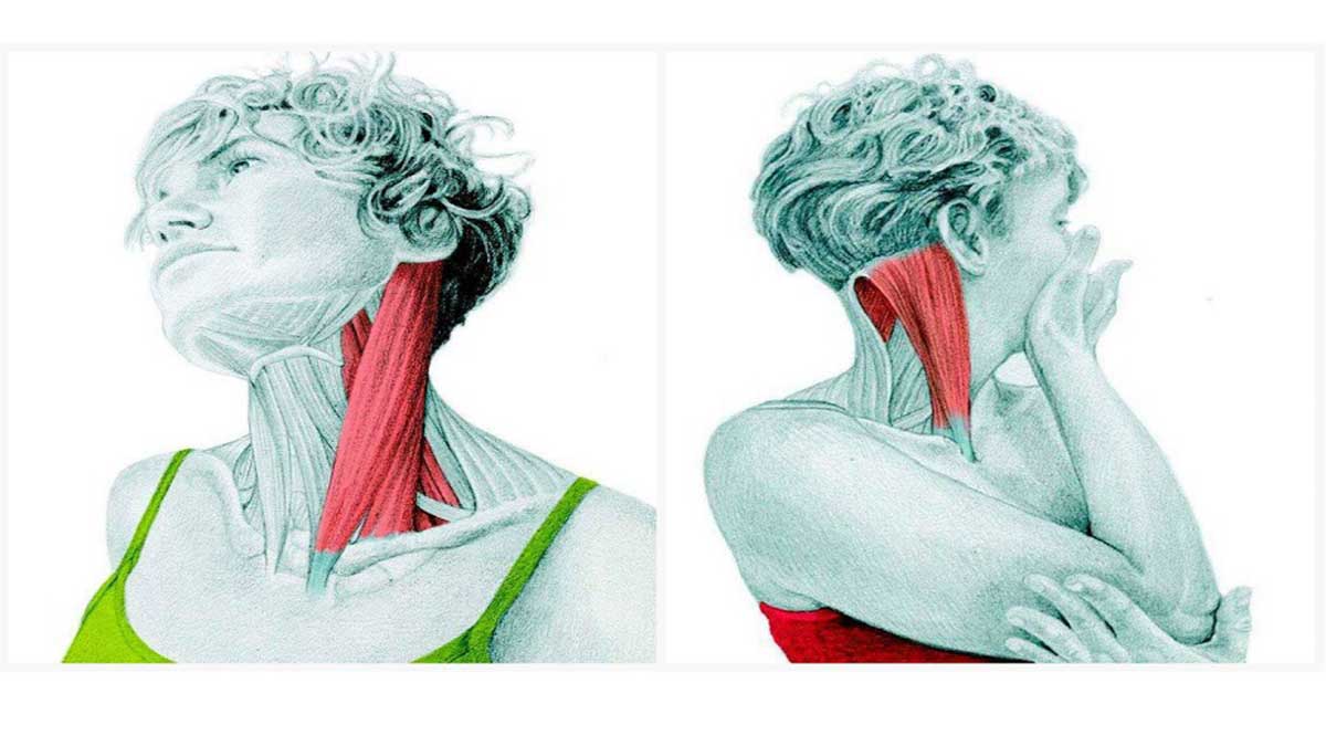 کاربرد نوار عصب و عضله گردن