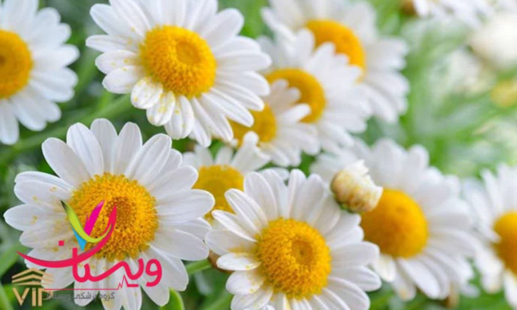 بابونه یک داروی گیاهی برای لاغری