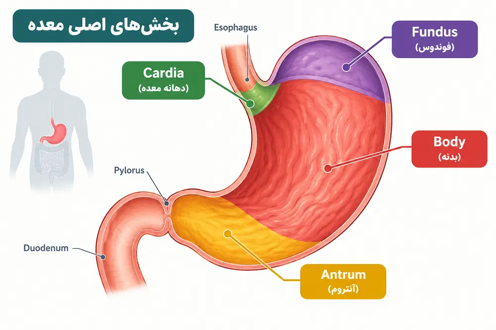 نقشه معده با برچسب Cardia، Fundus، Body، Antrum